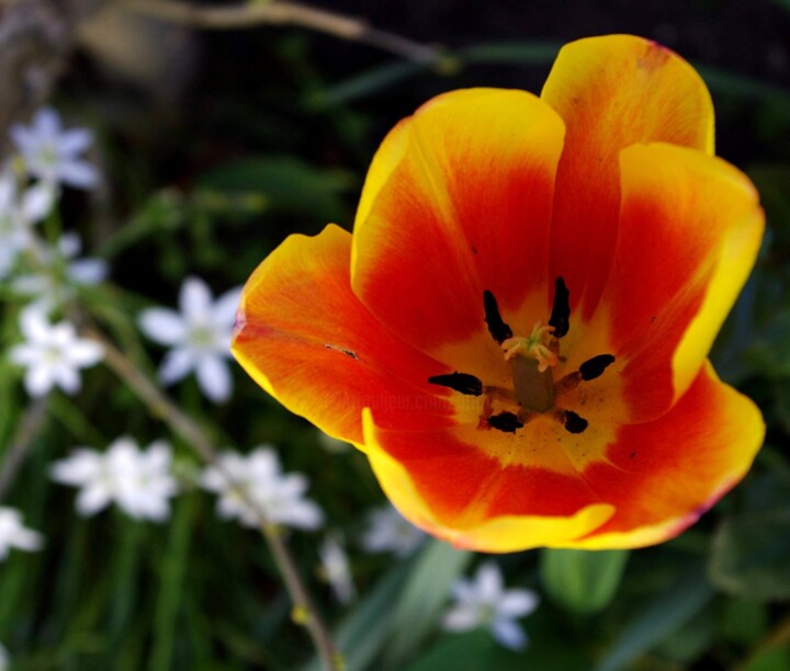 Photography titled "Orange Red Tulip" by Mary Joan Attard, Original Artwork