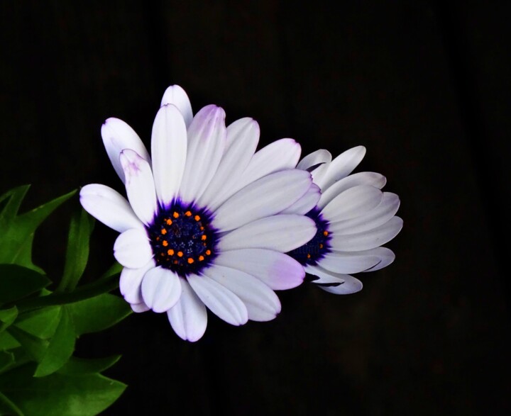 Photographie intitulée "White Petals" par Mary Joan Attard, Œuvre d'art originale