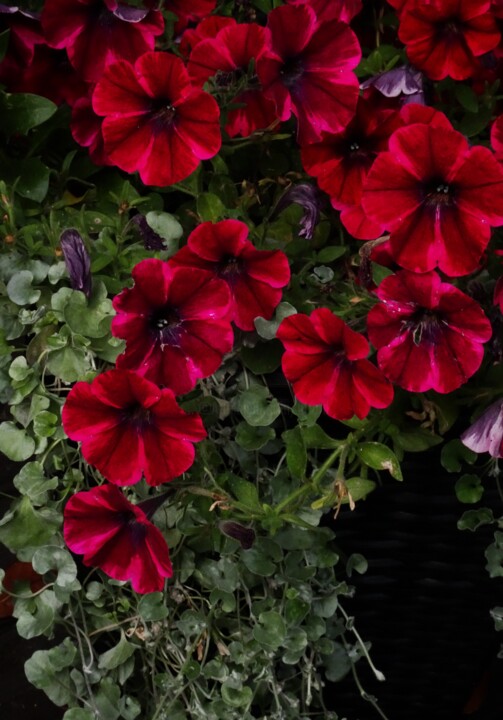 "Trailing Bouquet" başlıklı Fotoğraf Mary Joan Attard tarafından, Orijinal sanat, Dijital Fotoğrafçılık