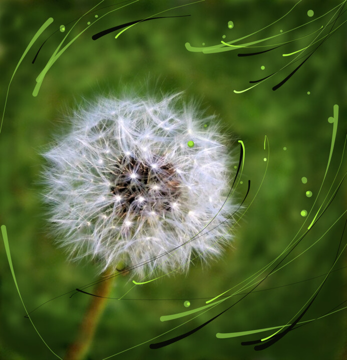 Photography titled "Dandelion" by Mary Joan Attard, Original Artwork, Manipulated Photography