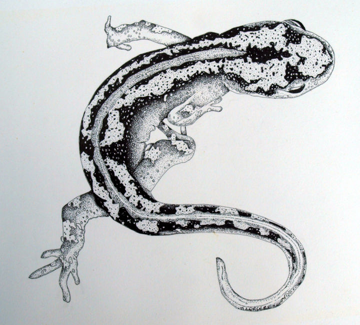 Drawing titled "Triton marbré" by Maryvonne Lorgeré, Original Artwork, Ink