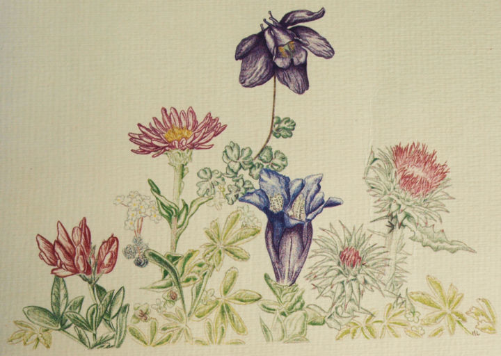 Zeichnungen mit dem Titel "Plantes d'Ariège" von Maryvonne Lorgeré, Original-Kunstwerk, Bleistift