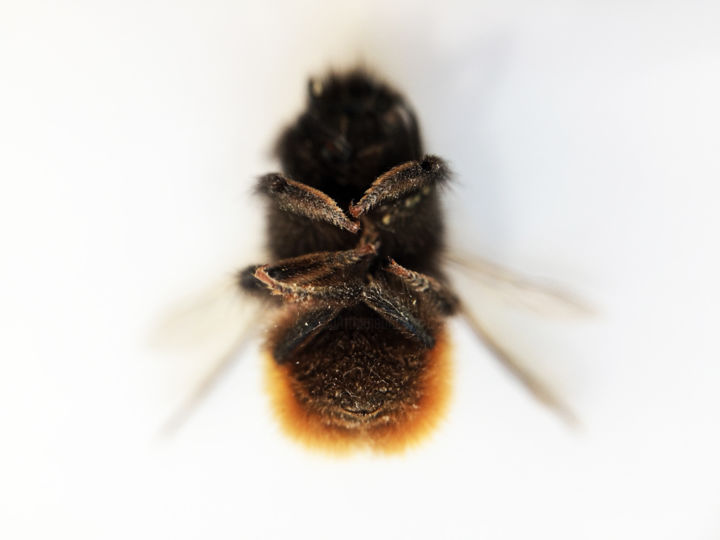 Fotografie mit dem Titel "Bee#1" von Masaya Dew, Original-Kunstwerk