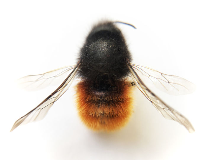 Fotografie mit dem Titel "Bee#3" von Masaya Dew, Original-Kunstwerk