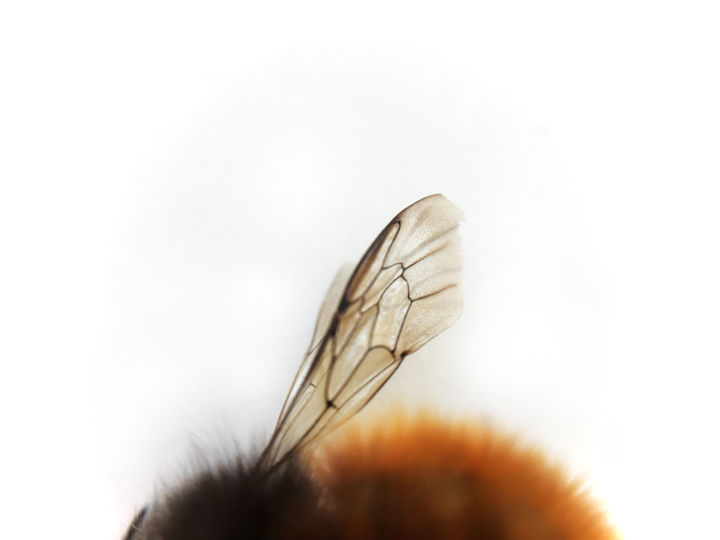 Fotografie mit dem Titel "Bee#4" von Masaya Dew, Original-Kunstwerk