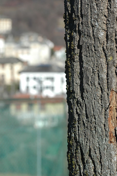 Fotografia intitolato "albero" da Massimo Diana, Opera d'arte originale