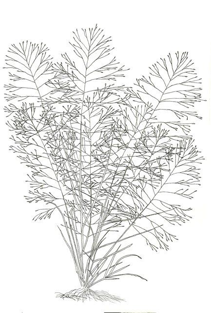Disegno intitolato "Eragrostis spectabi…" da Michael Terry, Opera d'arte originale, Altro