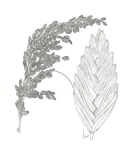 Disegno intitolato "Uniola paniculata" da Michael Terry, Opera d'arte originale