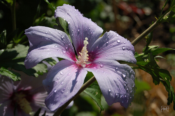 Photography titled "Hibiscus Syriacus" by Mathew, Original Artwork