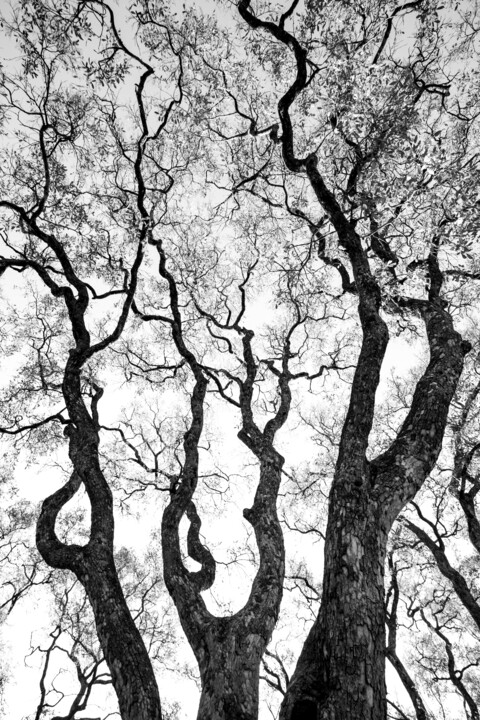 Photography titled "Graphisme d'arbre" by Mathieu Pujol, Original Artwork, Non Manipulated Photography Mounted on Other rigi…