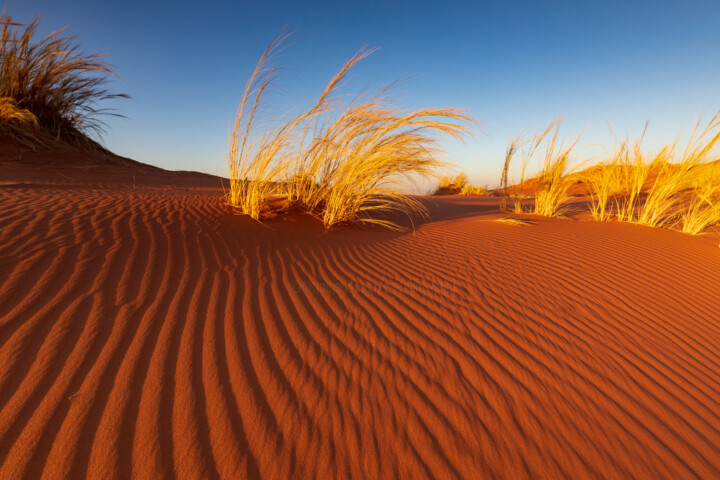 Photographie intitulée "Herbe du Namib" par Mathieu Pujol, Œuvre d'art originale, Photographie numérique Monté sur Aluminium