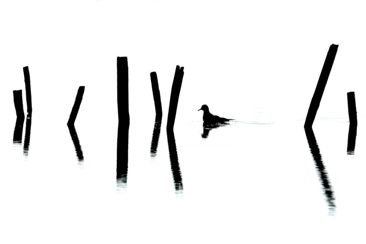 Photography titled "Mouette en Sumi-e" by Mathieu Pujol, Original Artwork, Digital Photography Mounted on Aluminium