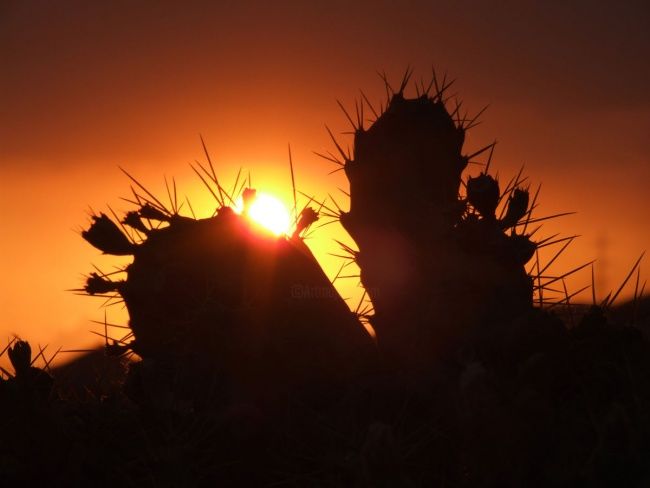 Fotografía titulada "Kakteen" por Matrixiceman, Obra de arte original,