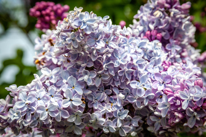 Fotografie getiteld "Lilacs" door Matt Kohnen, Origineel Kunstwerk, Digitale fotografie