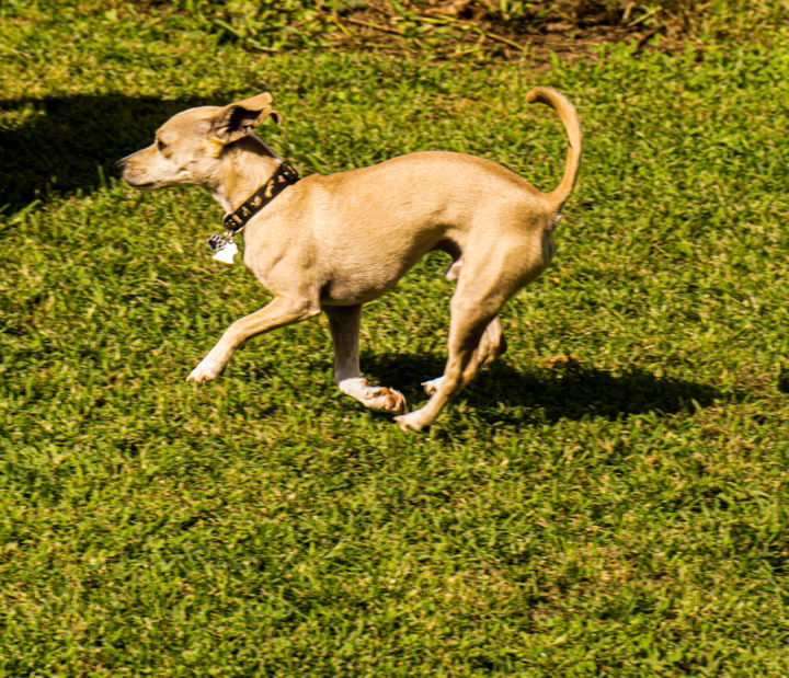 Photography titled "Little Greyhound" by Matt Kohnen, Original Artwork, Digital Photography