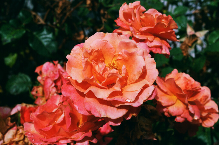 Photography titled "Pink Rose" by Matt Kohnen, Original Artwork, Analog photography