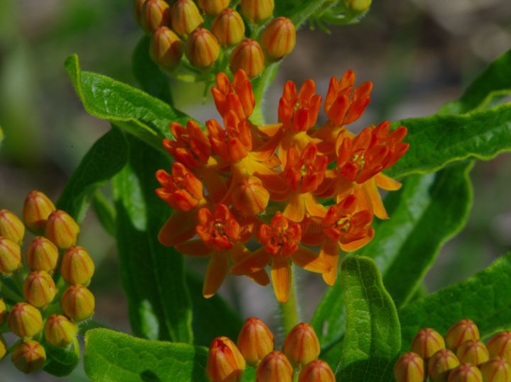 Photography titled "orange milkweed" by Matthew Katt, Original Artwork