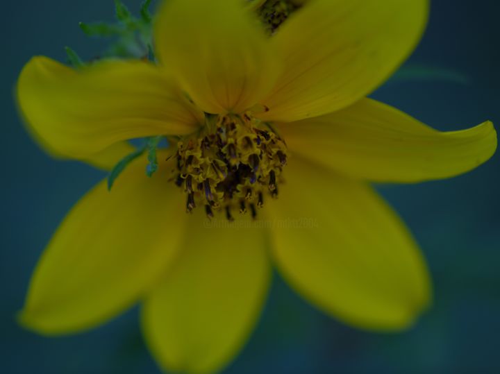 Фотография под названием "tick seed in a dream" - Matthew Katt, Подлинное произведение искусства, Цифровая фотография