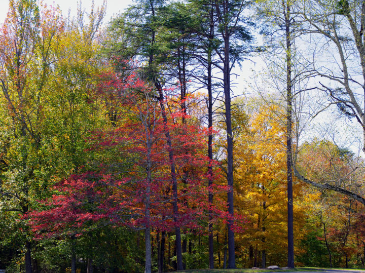 Photographie intitulée "Mid Autumn color" par Matthew Katt, Œuvre d'art originale, Photographie numérique