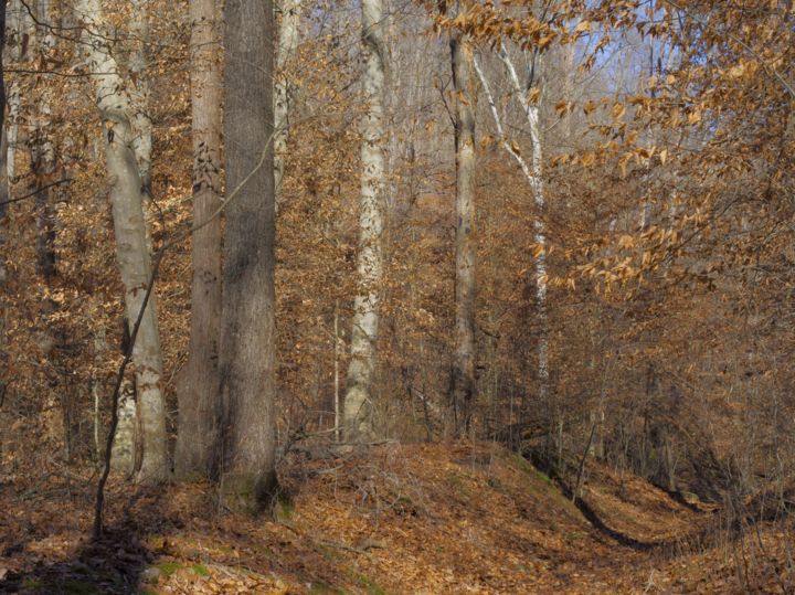 Photographie intitulée "late autumn. Lower…" par Matthew Katt, Œuvre d'art originale, Photographie non manipulée
