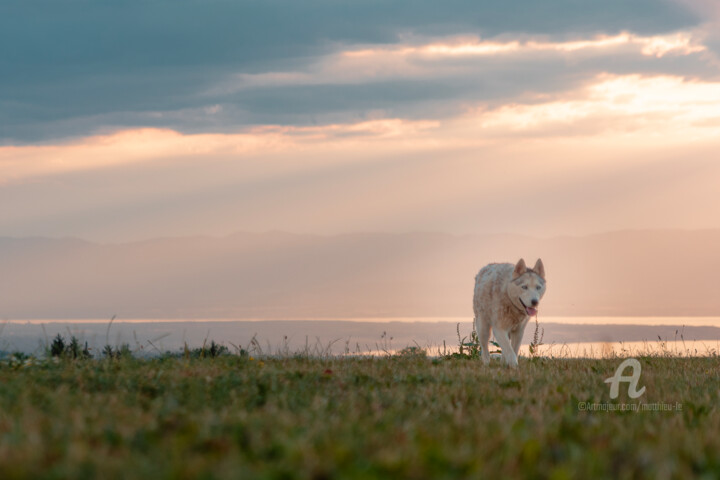 Photography titled "Nature - Husky du B…" by Matthieu Lê, Original Artwork, Digital Photography