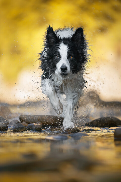 Photography titled "Golden water" by Mattia Gorno, Original Artwork, Digital Photography