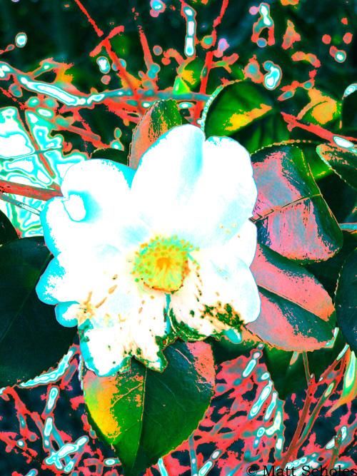Arte digitale intitolato "Pop-art Flower" da Matt Scholes, Opera d'arte originale