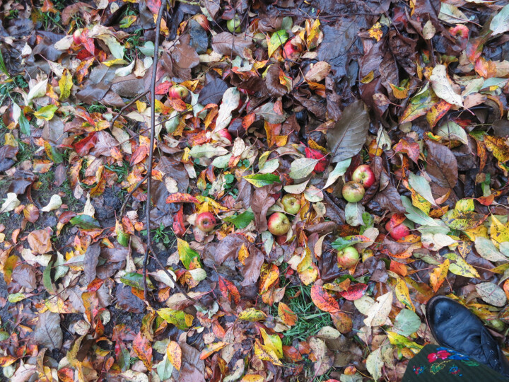 Photographie intitulée "Autumn Ground" par Matyas, Œuvre d'art originale, Photographie numérique