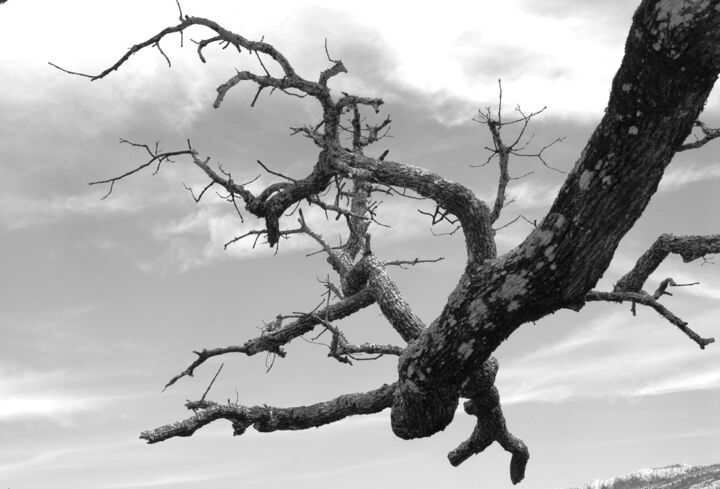 Photography titled "branche de chêne" by Martine Maury, Original Artwork, Non Manipulated Photography