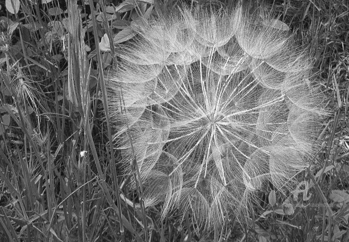 Photographie intitulée "fleur de pissenlit" par Martine Maury, Œuvre d'art originale, Photographie non manipulée