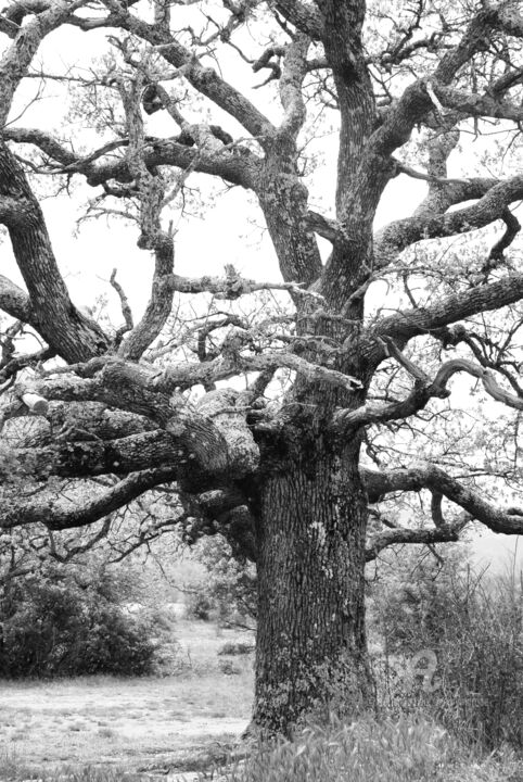 Photographie intitulée "l'arbre centenaire" par Martine Maury, Œuvre d'art originale, Photographie non manipulée