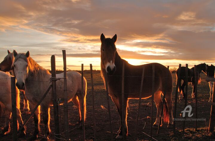 Photographie intitulée "chevaux camarguais…" par Martine Maury, Œuvre d'art originale, Photographie non manipulée
