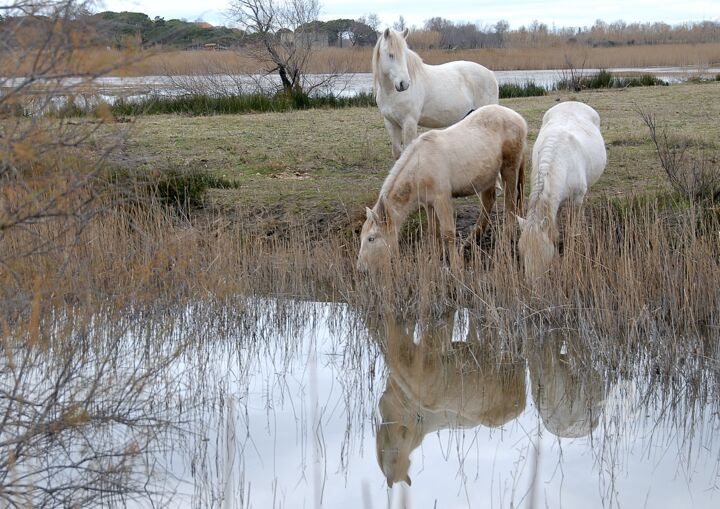 Photographie intitulée "chevaux camarguais…" par Martine Maury, Œuvre d'art originale, Photographie non manipulée