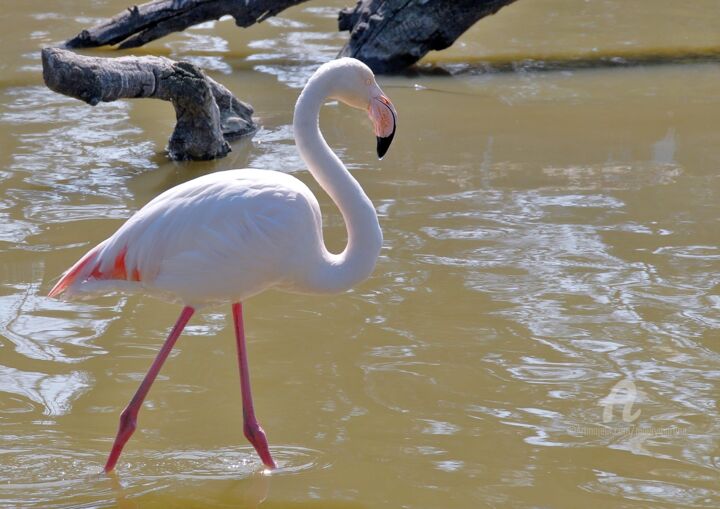 Photographie intitulée "le flamant rose" par Martine Maury, Œuvre d'art originale, Photographie non manipulée