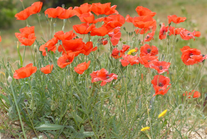 Photography titled "coquelicots" by Martine Maury, Original Artwork, Non Manipulated Photography