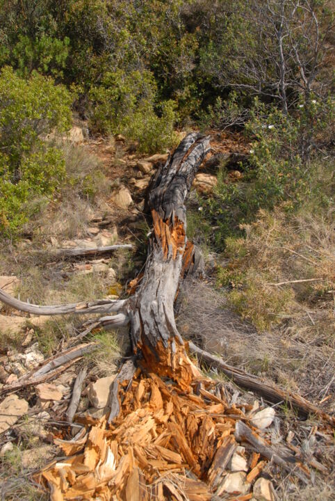 Photography titled "tronc d'arbre" by Martine Maury, Original Artwork, Non Manipulated Photography