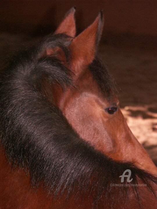 Photographie intitulée "le yearling" par Martine Maury, Œuvre d'art originale, Photographie non manipulée