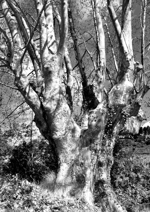 Photographie intitulée "le platane" par Martine Maury, Œuvre d'art originale, Photographie numérique