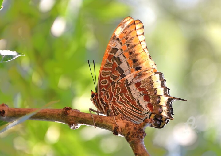 Φωτογραφία με τίτλο "papillon" από Martine Maury, Αυθεντικά έργα τέχνης, Ψηφιακή φωτογραφία