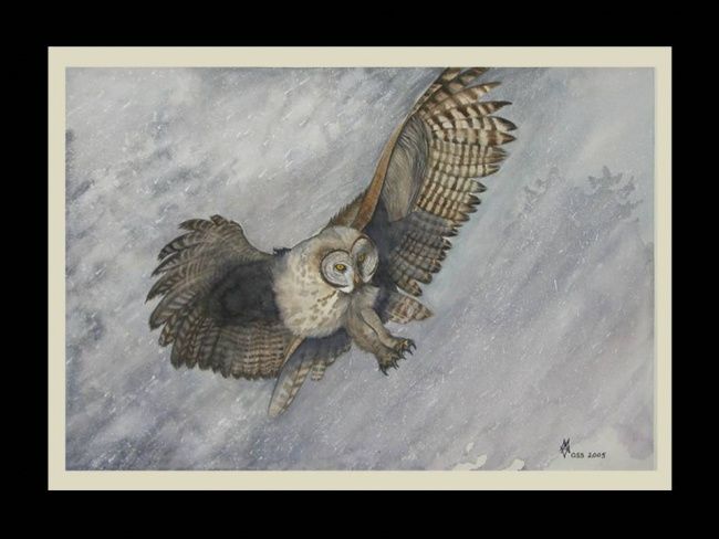 제목이 "Boreal Owl"인 미술작품 Margaret Voss로, 원작