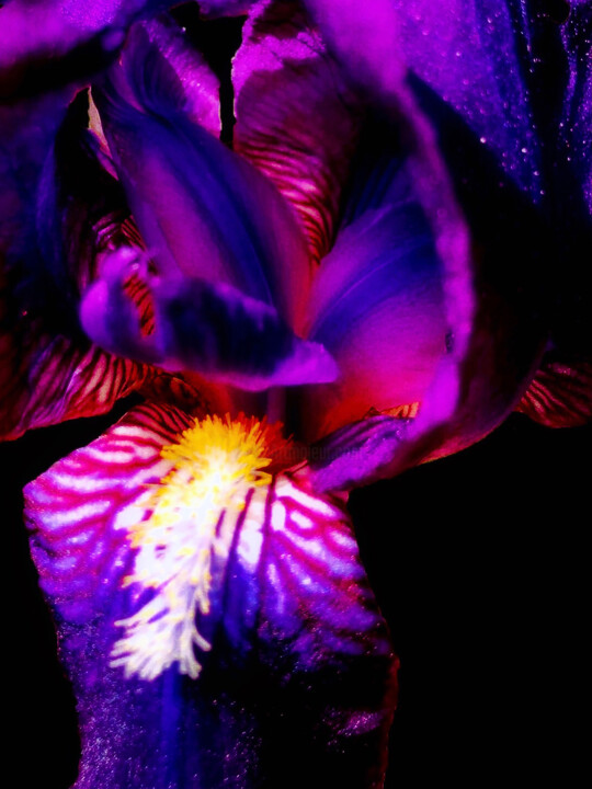 Photography titled "Purple Iris - Art W…" by Maxime Guengant, Original Artwork, Digital Photography