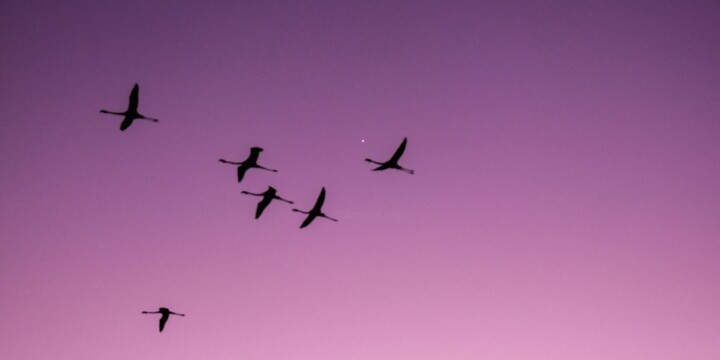Photography titled "Flamingos on a purp…" by Maxime Guengant, Original Artwork, Digital Photography