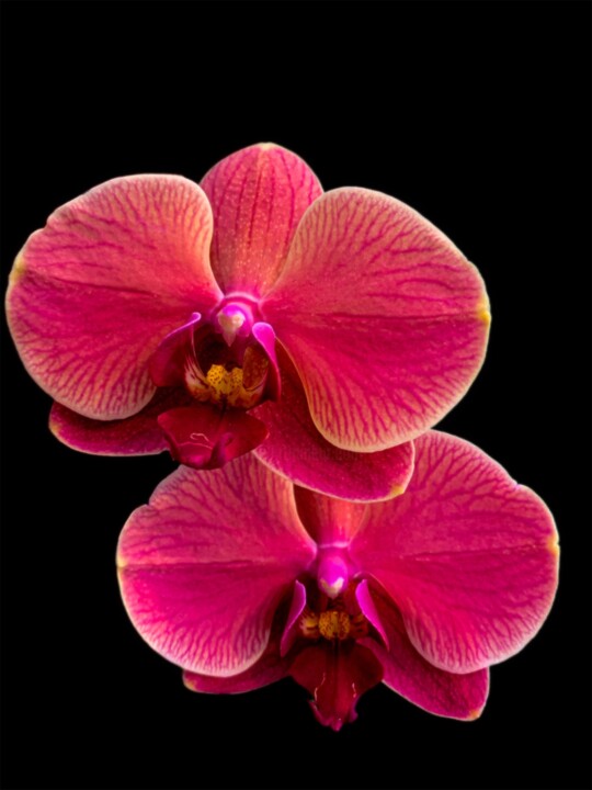 Фотография под названием "Divine Orchid - Pho…" - Maxime Guengant, Подлинное произведение искусства, Цифровая фотография