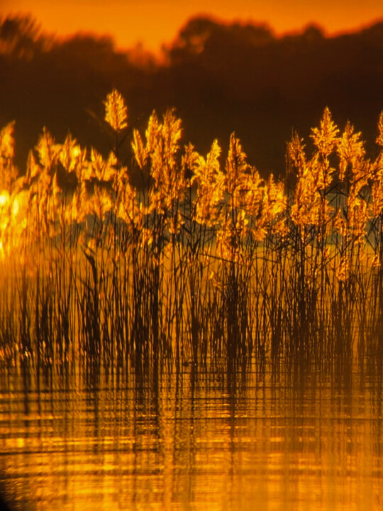 Fotografie getiteld "The Golden Reeds -…" door Maxime Guengant, Origineel Kunstwerk, Digitale fotografie