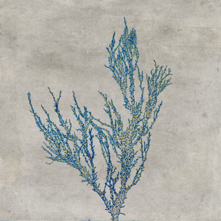 Schilderij getiteld "algue Halymenia For…" door Maxime Tauban, Origineel Kunstwerk, Aquarel Gemonteerd op Houten paneel