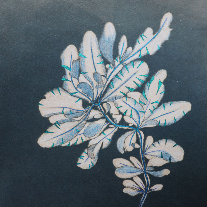 绘画 标题为“cyanotype réhaussé…” 由Maxime Tauban, 原创艺术品, 水彩