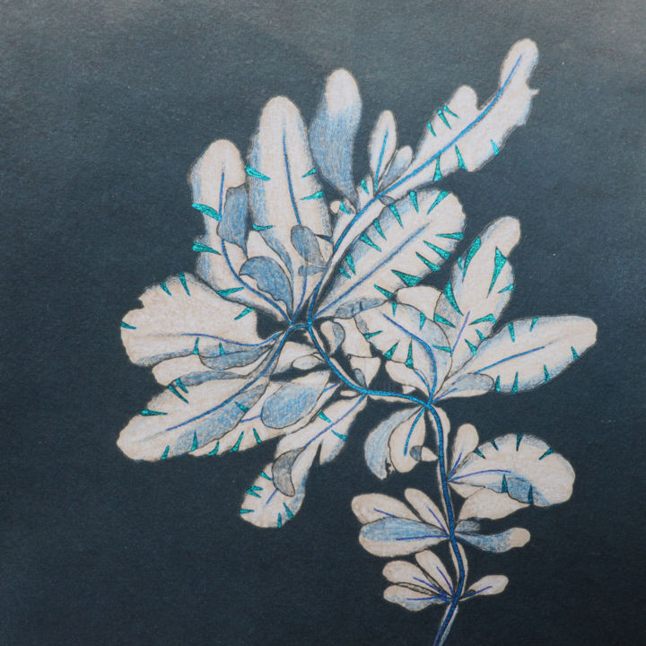 CYANOTYPE     光
