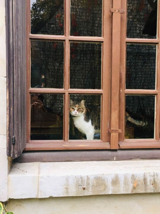 Photographie intitulée "Chat à la fenêtre" par Patrick Maze, Œuvre d'art originale, Photographie numérique