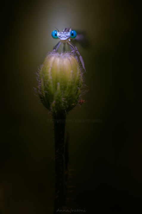 Photographie intitulée "La curieuse" par Anna Fratoni, Œuvre d'art originale