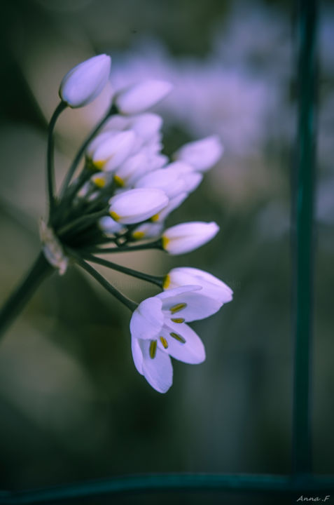 Photographie intitulée "Entre les grilles" par Anna Fratoni, Œuvre d'art originale